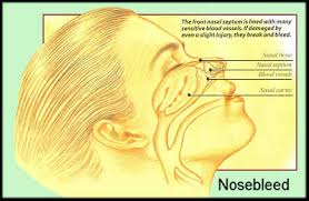 Image result for blood vessels in the nose.