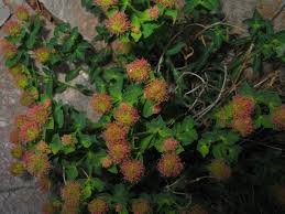 Euphorbia fragifera - Jan