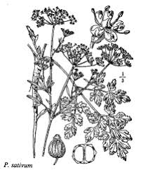 Sp. Potentilla wiemanniana - florae.it