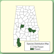 Ranunculus trilobus - Species Page - APA: Alabama Plant Atlas