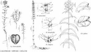 Callitriche heterophylla - FNA