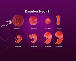 Embriyo resmi