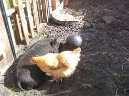Image result for pic of a chicken in a hog pen