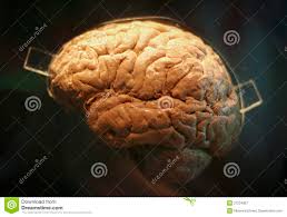 259 Real Human Brain Photos - Free & Royalty-Free Stock Photos ...