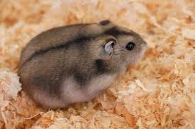 Hasil gambar untuk hamster campbell