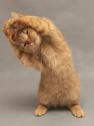 Image result for workout animals