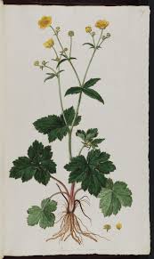 Flora Graeca - Ranunculus lanuginosus | Botanical prints, Plants ...
