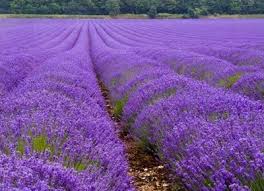 Image result for image bunga lavender