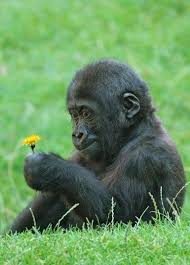 Image result for baby gorilla