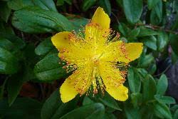 Taxon Profile | Hypericum calycinum - Flora of New Zealand