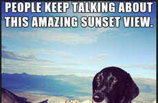 Memes Vault Unimpressed Dog Memes via Relatably.com