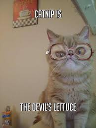 The Best Of, &quot;Grandma Cat Meme&quot; - 15 Pics via Relatably.com