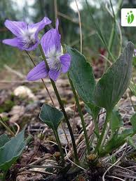 Teesdale Violet, Viola rupestris - Flowers - NatureGate