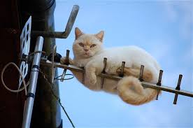Image result for cats stuck in trees