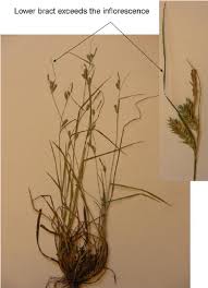 Carex punctata. Photo: D. Steševi ć . | Download Scientific Diagram