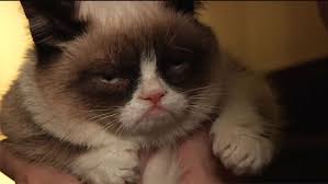 Internet meme Grumpy Cat to star in a Hollywood movie| News | The ... via Relatably.com