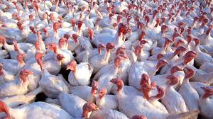 "Poultry Vaccine as a Solution to the Severe Bird Flu Outbreak in the U.S."