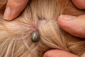 Image result for tick pics