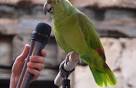 Pictures of 2 parrots talking like humans do video <?=substr(md5('https://encrypted-tbn3.gstatic.com/images?q=tbn:ANd9GcRLdG78hdCwduBafYQr5HNIXEb083NUEueRAEKifN3G2PTHNDbW8yDawG3M'), 0, 7); ?>