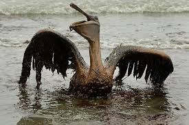 Image result for the gulf oil spill