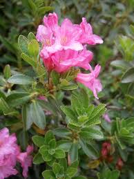 Rhododendron hirsutum - Wikipedia