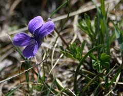 Viola pinnata PFAF Plant Database
