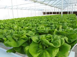 greenhouse vegetables ile ilgili görsel sonucu