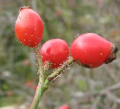Rosa micrantha - Wikipedia