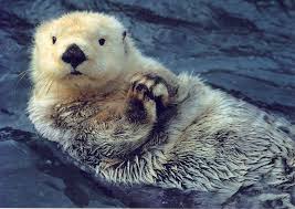Image result for Sea Otter