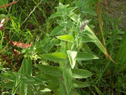 Mentha spicata x longifolia = M. x villosonervata - Sharp-… | Flickr