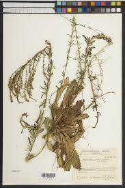 Anarrhinum bellidifolium - SEINet Portal Network