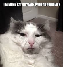 Cat Meme I aged my cat 60 years with an aging app. via Relatably.com
