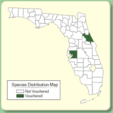 Veronica anagallis-aquatica - Species Page - ISB: Atlas of Florida ...