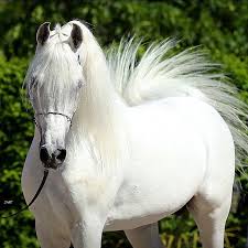 الحصان العربي Images?q=tbn:ANd9GcROD6AWJkYt2uk5mQqXtynsvVRBsyIiNZ-fGXpwnCM5ZW2-t6S8VQ