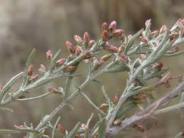 Artemisia caerulescens L. subsp. cretacea (Fiori) Brilli-Catt ...