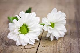 Resultado de imagen de flores blancas