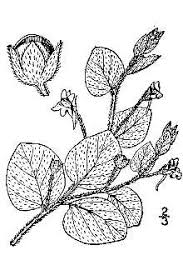 Plants Profile for Kickxia spuria (roundleaf cancerwort)