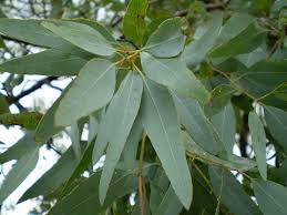 Image result for lemon scented eucalyptus