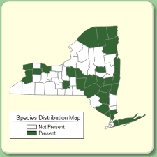 Thymus pulegioides - Species Page - NYFA: New York Flora Atlas