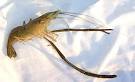 long-clawed prawn