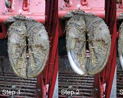 Image of cow hoof being trimmed