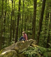 Immerse Yourself in a Forest for Better Health - NYS Dept. of ...