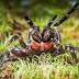 Potentially new species of funnel-web spider found in Booderee...