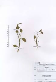 Ranunculus fontanus C.Presl - Portale della Flora d'Italia / Portal to ...