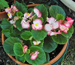 Image result for american begonia society