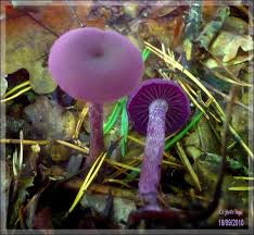 Résultat de recherche d'images pour "champignons des prés comestibles"