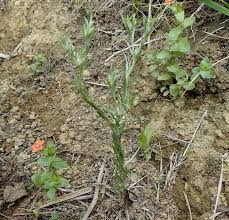 Oglifa gallica | Bambagia francese – Catalogo piante