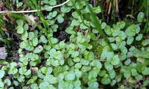 Baby Tears Plant: How to Care for Soleirolia Soleirolii | Epic ...
