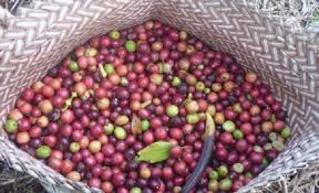 Image result for kopi flores bajawa