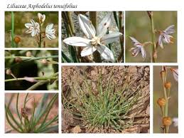 Liliaceae Asphodelus tenuifolius nel 2021 | Fiori selvatici, Fiori, Piante